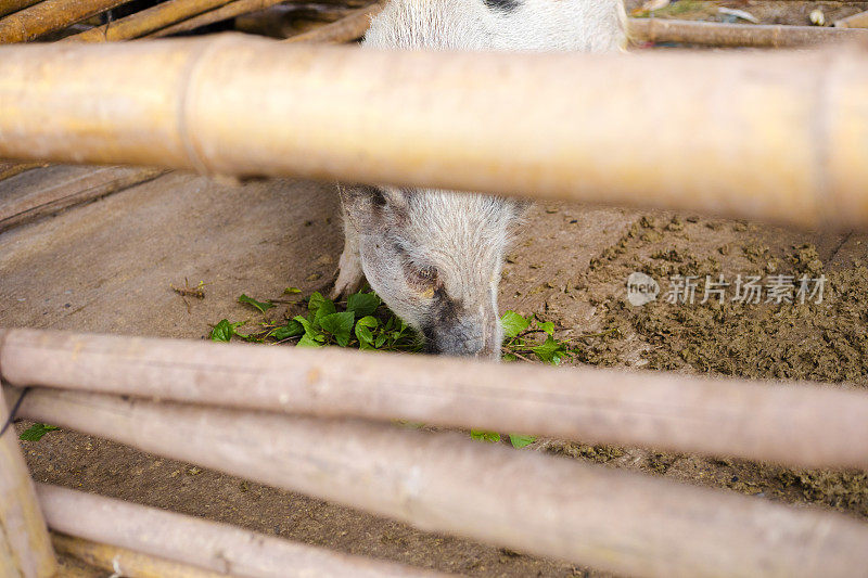 清莱省农场竹栅栏后面的泰国猪