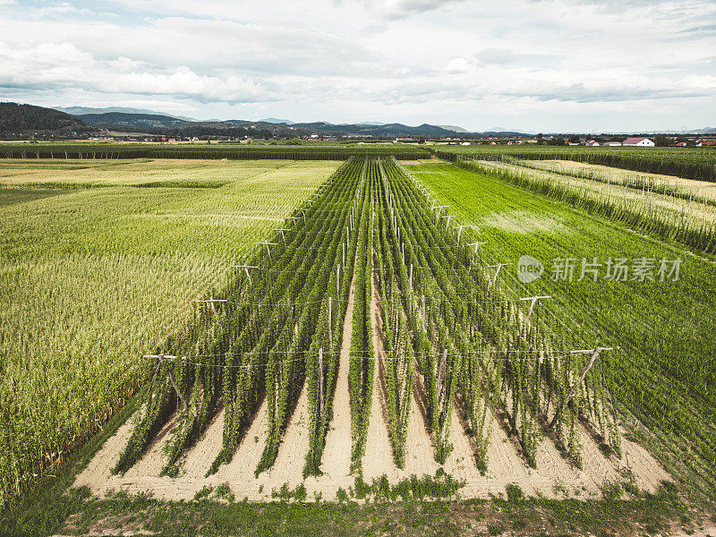 空中拍摄的乡村啤酒花田。农业的概念。