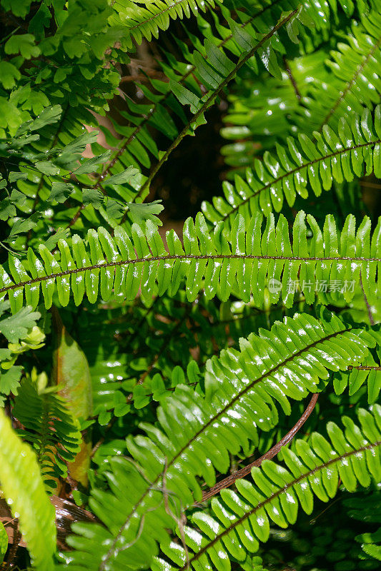 热带地区雨后的植物。自然绿色背景。