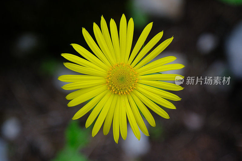 菊花在高海拔地区开花