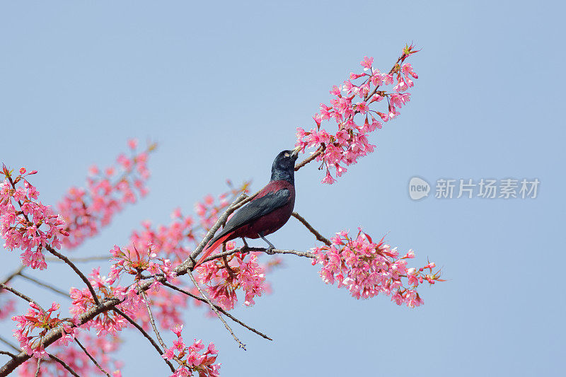 黄鹂鸟:成年雄性栗色黄鹂(黄鹂)。