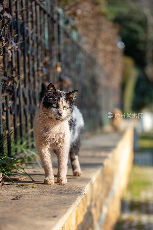 肮脏的流浪猫。