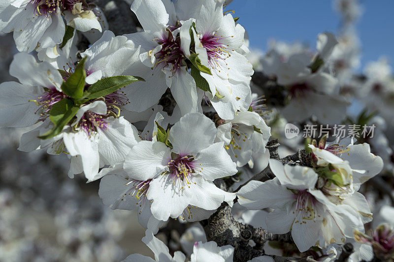 春季杏仁园开花的特写