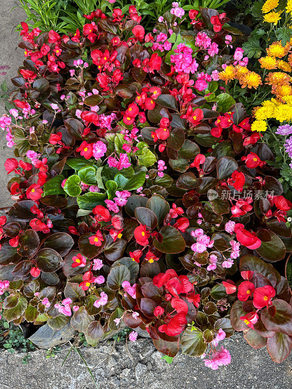 天井区域塑料盆中开花的一年生夏季垫花特写，多色秋海棠和菊花，黄色，粉红色，红色的花，高架视图