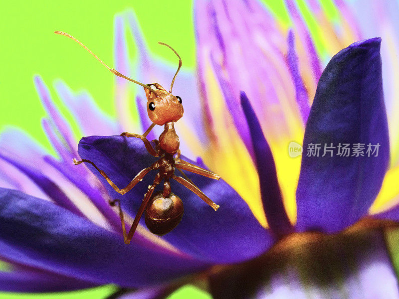 蚂蚁攀爬睡莲的花瓣和花粉的绿色背景。