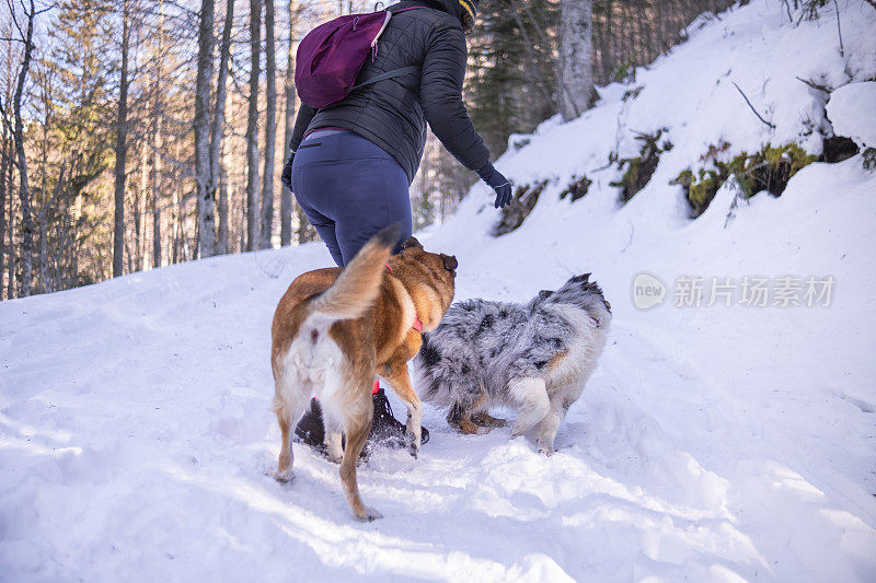 狗喜欢下雪，互相追逐