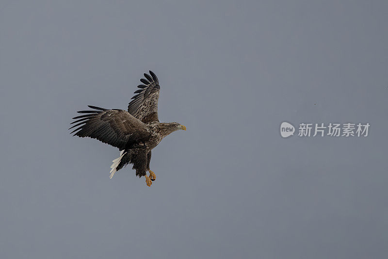 挪威罗浮敦群岛冬季飞行中的海鹰