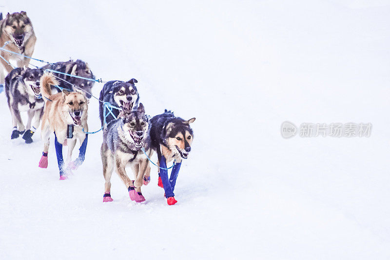 雪橇狗