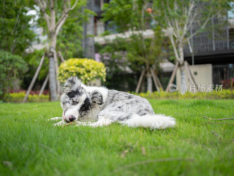 牧羊犬在草地上玩耍