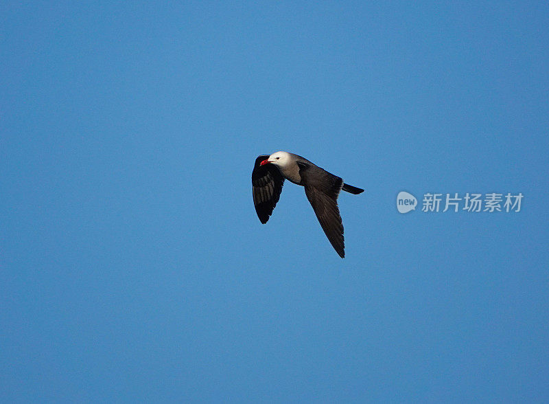 赫尔曼的海鸥在飞行