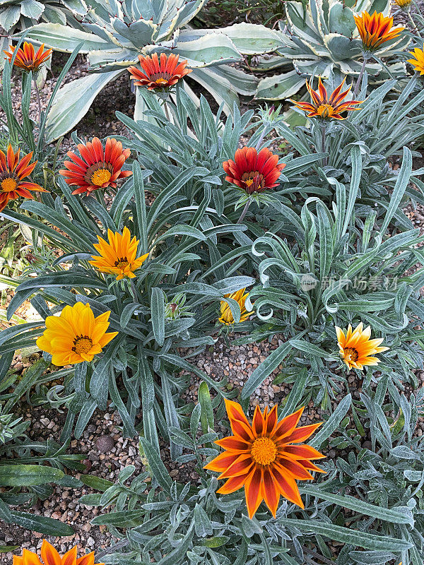 橙色宝花(Gazania)生长在花园花坛的特写图像，花头以绿叶和茎为背景，重点在前景