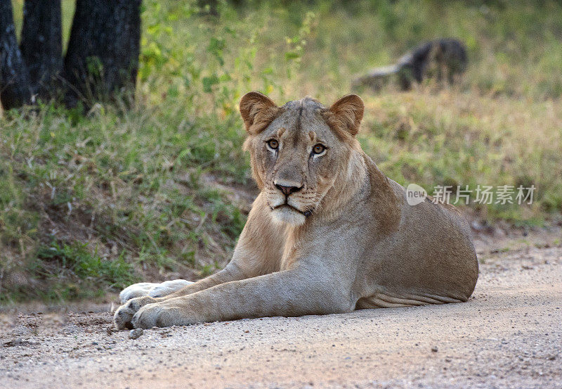 非洲马拉维，马吉特野生动物保护区，在土路上休息的狮子