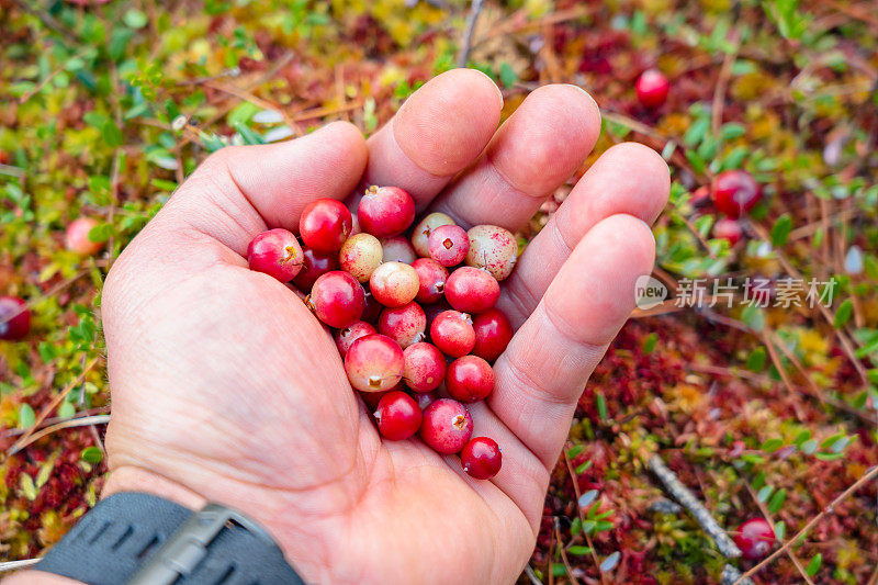 一名男子从爱沙尼亚沼泽中采摘的蔓越莓。