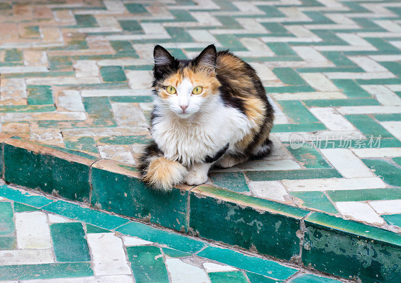 摩洛哥马拉喀什的瓷砖地板上的玳瑁猫