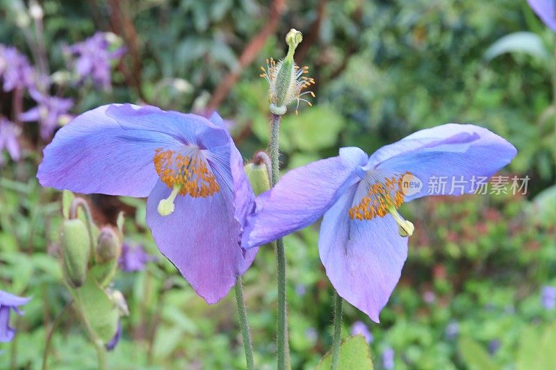蓝色的罂粟花