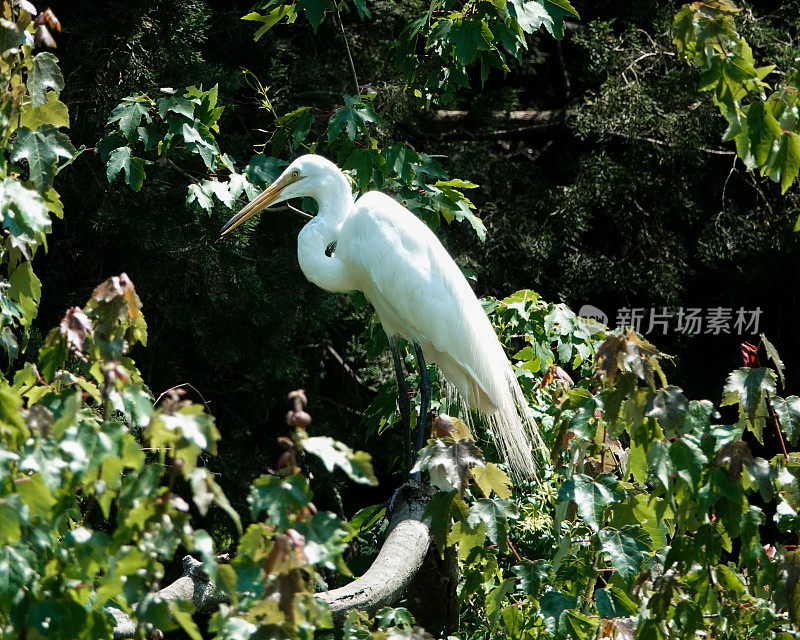 河口树上的成年白鹭。