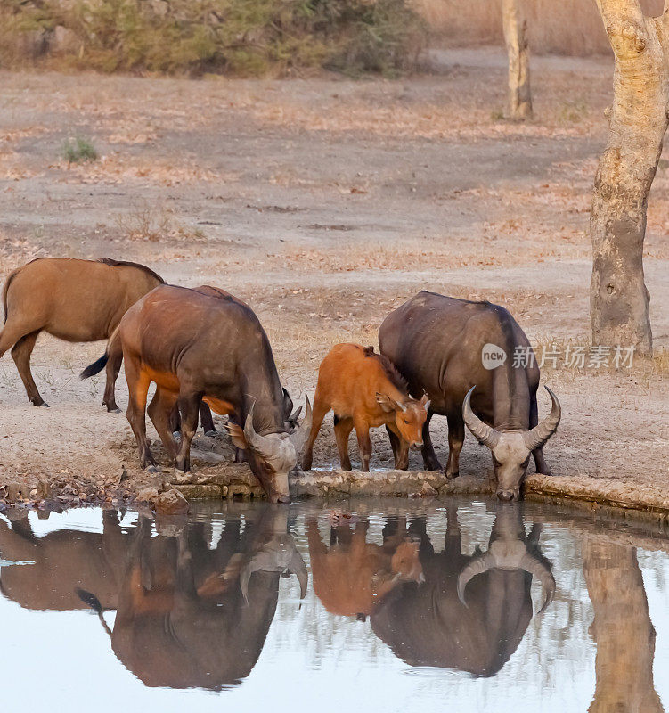 黎明时分的水坑里的西非森林水牛