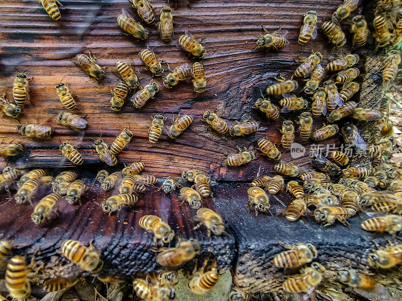 野蜜蜂，蜂蜜