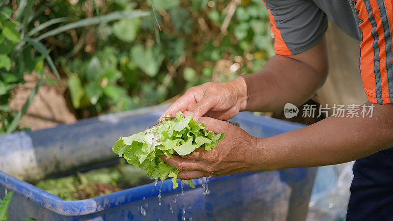 清洗最近采摘的蔬菜，然后将它们送到顾客手中。