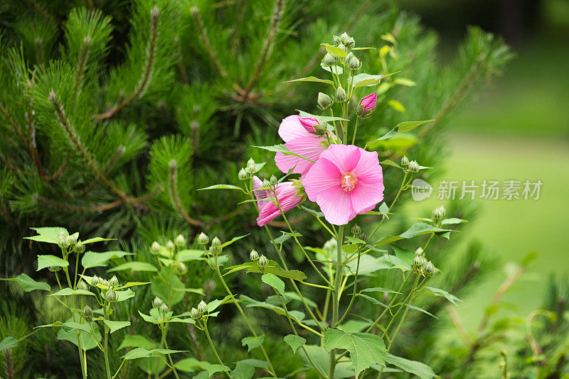 夏天的野花