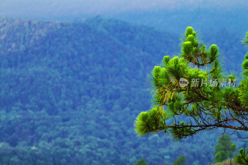 背景为清迈省山谷和山区林地中的冷杉树枝