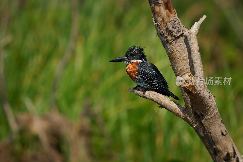 巨型翠鸟-巨型翠鸟是非洲最大的翠鸟，常住繁殖鸟。橙色和斑驳的黑白相间的颜色，强有力的喙。渔夫和猎人等待进攻