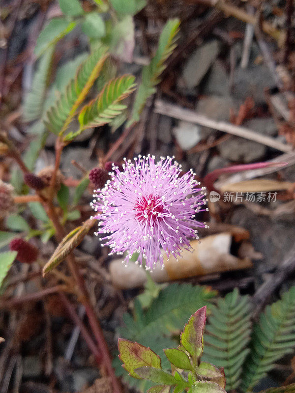 粉红色害羞的公主花背景