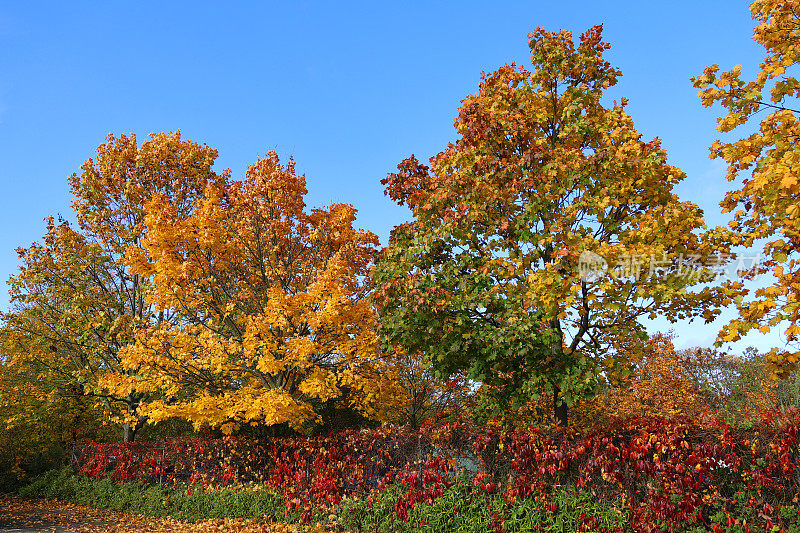 柏林的秋天——所有秋天的色彩都汇聚在一个地方，德国