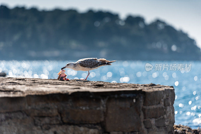 饥饿的海鸥在渔村附近的码头上吃鱼