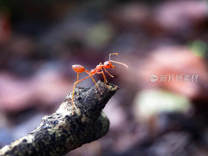 一只红色的蚂蚁站在一根干树枝的顶端