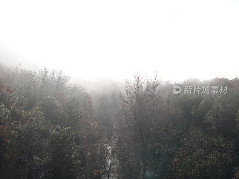 浓雾笼罩着树林