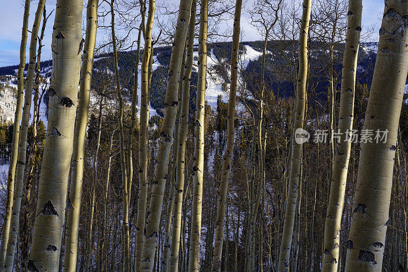 海狸溪白杨树滑雪坡景色