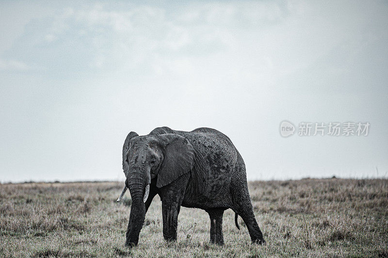 非洲象野生野生动物哺乳动物稀树草原荒野马赛马拉国家公园肯尼亚东部