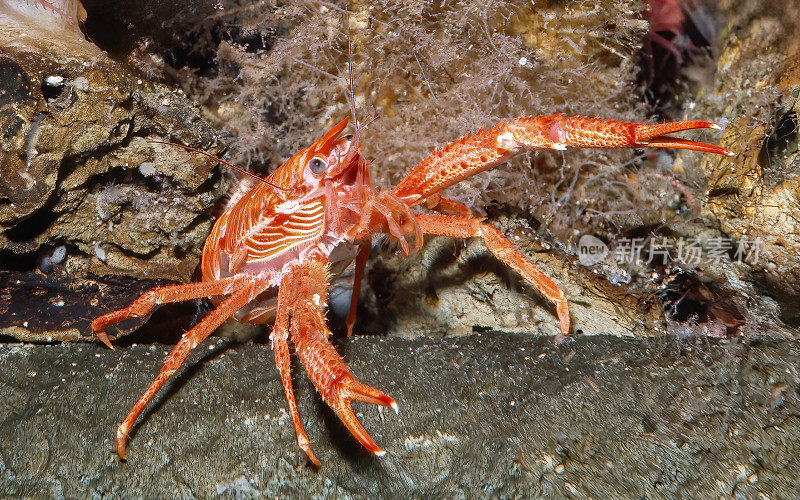 四足龙虾是一种矮胖的龙虾。螯类动物的爪子异常长。蹄足动物身上有小刺。蒙特利湾，加利福尼亚。