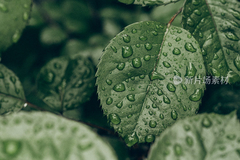 美丽的水滴雨后绿叶宏观