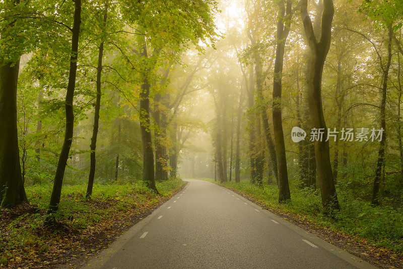 道路在一片大气的森林中，秋天的空气中弥漫着薄雾