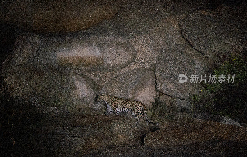 夜间在印度拉贾斯坦邦贾瓦伊地区巨石覆盖的景观中的野生豹