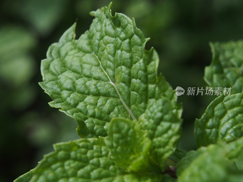 新鲜薄荷叶靠近