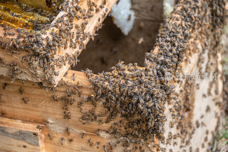 住在木箱里的蜜蜂。养蜂人拥有蜂箱或箱及相关设备。