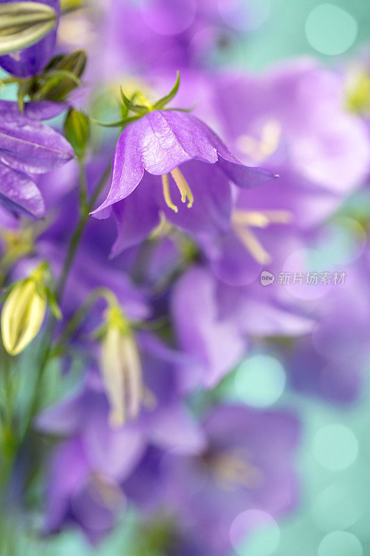 风铃花(风铃花)与美丽的散景