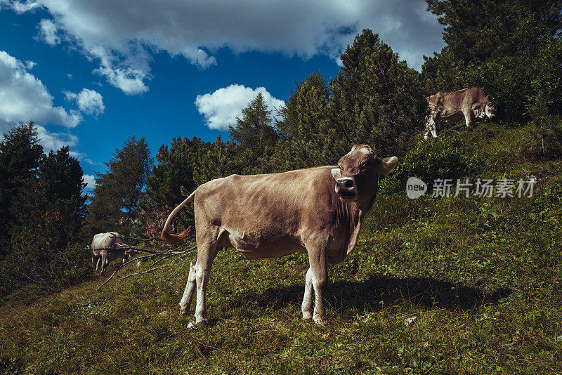 意大利白云石山脉的夏季景观:奶牛和牛群