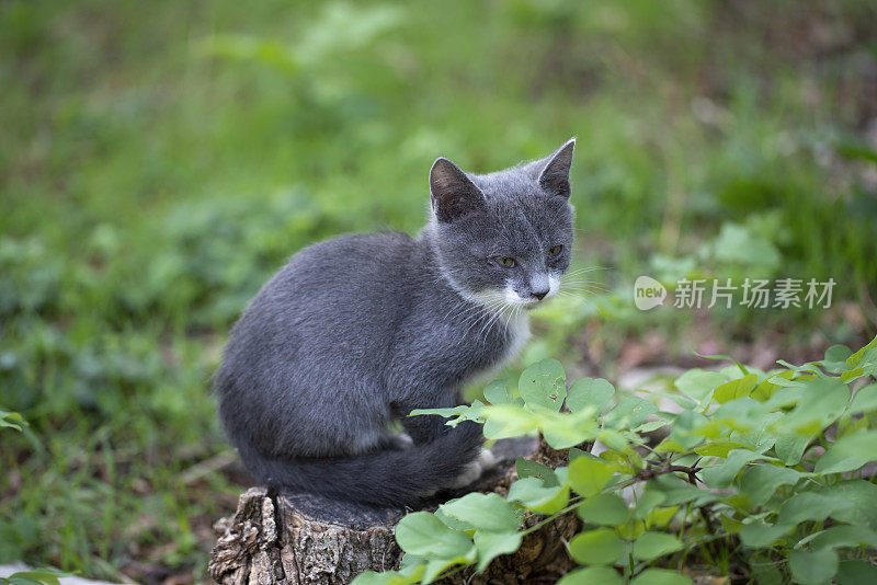 小猫在后院的草地上