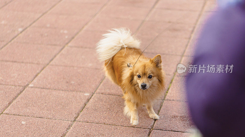 一只德国斯皮兹犬在狗狗公园的肖像