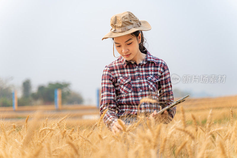 年轻的女农民使用技术来帮助她的农业，用她的电脑平板电脑跟踪她的大麦作物的数据