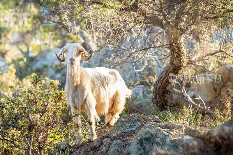 一只白色的山羊骄傲地站在岩石山上。四月明亮的Halkidiki