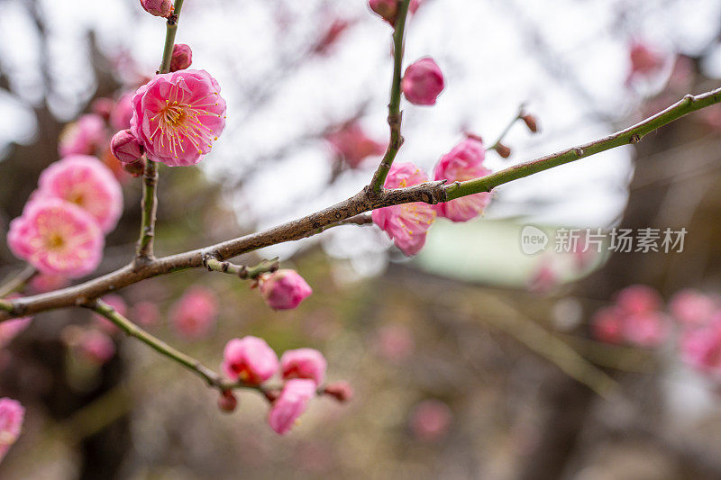 樱花