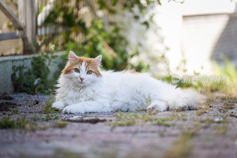 白姜色的流浪猫。