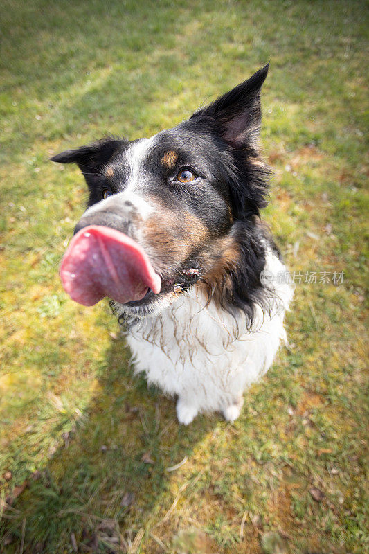 一只澳大利亚牧羊犬在草地上休息