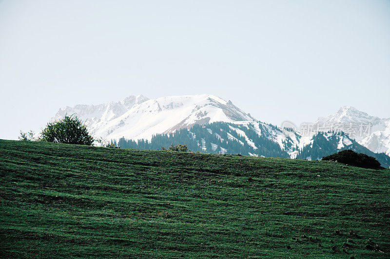 雪峰前的绿色草地。天山山景