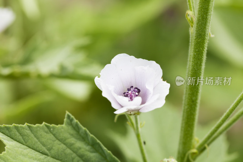 沼泽锦葵植物或蜀葵